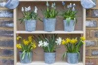 On the top shelf are pots of grape hyacinths: Muscari armeniacum 'Siberian Tiger', 'Peppermint' and 'Mountain Lady'. On the bottom shelf, pots of Narcissus 'Tete-a-Tete' stand to each side of Narcissus 'Snow Baby'.