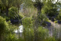 Cancer Research UK Legacy Garden. Designer: Paul Hervey Brookes. RHS Hampton Court Palace Garden Festival 2023. Calamagrostis 'Karl Foerster' catching sunlight by natural pathway and pond area. Summer.