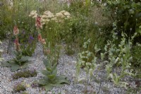 Dry gravel garden in summer with Verbascum 'Helen Johnson', achillea, grasses and poppy seedheads.