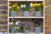 On the top shelf, pots of Narcissus 'Tete-a-Tete' stand to each side of Narcissus 'Snow Baby'. Below (left to right) is Chionodoxa 'Pink Giant', Primula polyanthus and Iris reticulata 'J S Dijt'.