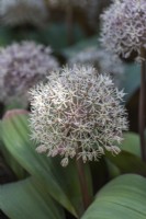 Allium karataviense, Kara tau garlic, a bulb with a pair of broad glaucous leaves below a short-stalked globe of white star-shaped flowerlets, flowering from May.