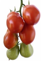 Solanum lycopersicum  'Roma VF'  Plum tomatoes  Syn. Lycopersicon esculentum  August