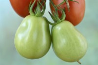 Solanum lycopersicum  'Roma VF'  Plum tomatoes  Green unripe fruit  Syn. Lycopersicon esculentum  August