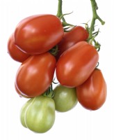 Solanum lycopersicum  'Roma VF'  Plum tomatoes  Syn. Lycopersicon esculentum  August