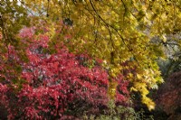 Contrasting yellow and red Acer autumn foliage in an acer glade.  Autumn, November