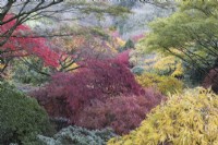 A view across an acer glade with a variety of autumn foliage and colours. The Garden House, Yelverton. Autumn, November