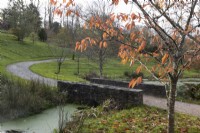 A Prunus Ukon tree, with autumn foliage, beside a stone bridge and curving gravel path with an arboretum in the background. The Garden House, Yelverton. Autumn, November