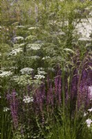 Designer: Carol Klein. Cenolophium denudatum - Baltic Parsley - with Deschampsia cespitosa 'Goldschleier', Salvia nemorosa 'Amethyst'. Summer.