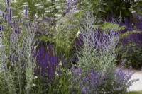 Agastache 'Black Adder' and Salvia nemerosa 'Caradonna' with Perovskia 'Blue Spire' in summer border.