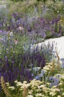 Designer: Carol Klein. Colour themed border of Salvia 'Caradonna', Eryngium, Verbena 'Bonariensis' and ornamental grasses. Summer.