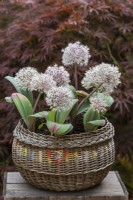 An old wicker basket of white Allium karataviense, a low growing ornamental onion with broad, glaucous leaves, and white flowers, 8cm across, made up of 50+ tiny star-shaped flowerlets.