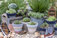 A collection of succulents in a seaside themed arrangement. In box: S. 'Midas' and S. 'Sprite'. Left to right: S. 'Burgundy Sparkle', S. 'Limelight', S. arachnoideum bryoides, S. 'Heigham Red', S; Pekinese'.