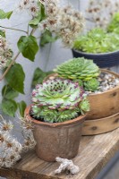 Sempervivum 'Sir William Lawrence', houseleek, a succulent with large rosettes growing in a pot on a shelf with other sempervivum.