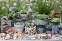 A collection of succulents in a seaside themed arrangement. In box: S. 'Midas' and S. 'Limelight'. Left to right: S. arachnoideum bryoides, S. 'Burgundy Sparkle', S. 'Sir William Lawrence', S. 'Sprite', S. 'Heigham Red', S. 'Pekinese'.