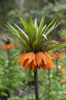 Fritillaria imperialis 'Sunset', imperial fritillary, a tall bulb with dramatic orange flowers flowering in April.