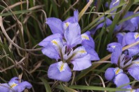 Iris unguicularis syn. Iris stylosa is a vigorous rhizomatous iris. Grass-like evergreen leaves and pale lavender flowers on short stems. Flowers from mid winter.