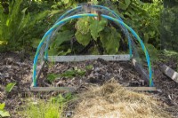 Vegetable plant growing in tunnel cloche made of chicken wire in vegetable garden in summer.