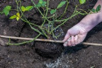 Planting a container grown rose bush sequence - 3 - Check correct depth with a cane and add mychorrhizal fungi