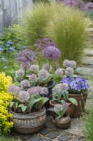 Allium karavatiense, a low growing ornamental onion with broad, grey leaves, grows well in containers along with Allium cristophii.