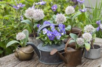 Assorted containers planted with white Allium karataviense, a low growing ornamental onion, grouped around a copper kettle of violas.
