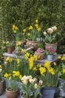A spring display of a  mixture of containers planted with daffodils, primulas and tulips.