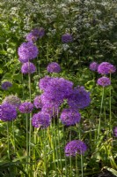 Alliums growing in a border