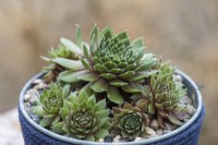 Sempervivum 'Heigham Red', houseleek, a succulent with rosettes of green pointed leaves that redden towards the centre.