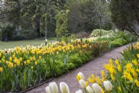 A pathway edged in tulips. On the right are Tulipa 'West Point', 'Caribbean Parrot' and creamy 'Francoise'. On the left, Tulipa 'Strong Gold'.