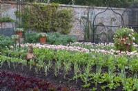 In the walled garden, view of the potager with rows of vegetables and Tulipa 'Angelique' interspersed with pink forget-me-nots, which is also planted in the terrracotta herb planter.