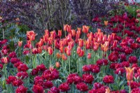 Tulipa 'Ballerina' surrounded by T. 'Red Princess'