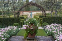 Looking towards pleached pears in the walled garden, the potager grass path is edged with borders of Tulipa 'Angelique' interspersed with forget-me-nots. The tulips are also planted in the terrracotta herb planter.