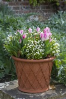 A pot of Tulipa 'Angelique' interspersed with white forget-me-nots.