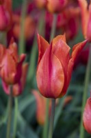 Tulipa 'Ballerina' has soft orange coloured blooms with petals that curve inwards, and a sweet scent