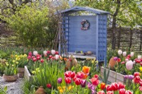 Spring garden with raised beds full of tulips and a blue gazebo in the background.