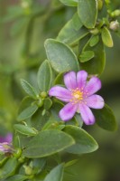 Pereskia weberiana. Closeup of branch with leaves, flower and buds May.