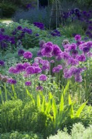 View of the Scented Garden at Cambridge Botanic Gardens with Alliums planted between clumps of Achillea 'Moonshine', santolina, hyssop, nepeta and irises. May.