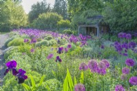 View of the Scented Garden at Cambridge Botanic Gardens with Alliums planted between clumps of achilleas, sage, lavender, origanum, santolina and Iris 'Sable'. May.