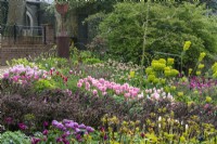 Border with massed planted pink tulips. In the centre, 'Bella Blush'. On the left, 'Light and Dreamy' and 'Christmas Dream'.
 In foreground,  Berberis thunbergii f. atropurpurea. Sculpture 'New Dawn' by Jeremy Moulsdale.