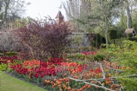 In the Hot Garden, view over tulips 'Orange Princess', 'Red Princess', orange 'Ballerina at the foot of a red berberis. Beyond, Tulipa 'National Velvet'.