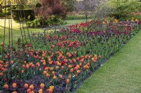 In Hot Garden, long border planted with tulips 'Irene', 'Annie Schilder', 'Queen of the Night' and scarlet 'Doll's Minuet'.