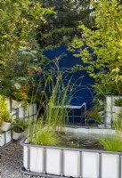 Repurposed upcycled industrial IBC - intermediate bulk containers - to create a modern contemporary multi layered woodland courtyard garden - a pond with aquatic plants of Typha gracilis - Cat's Tail Bulrush, Aponogeton distachyos, Cyperus longus and Carex riparia 