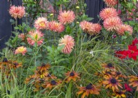 Rudbeckia Summerina 'Butterscotch Biscuit' and Dahlia flowers 