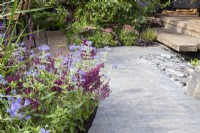A clay brick paved path leading to wooden steps and a timber patio - planting in the border of Caryopteris clandonensis 'Heavenly Blue' and Salvia nemorosa 'Schwellenburg' - meadow sage