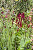 Persicaria amplexicaulis 'Blackfield' syn. Red Bistort growing in a garden border with ferns and ornamental grasses 