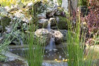 Juncus effusus growing beside a small pond water feature with waterfall over rocks 