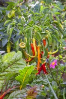 Capsicum annuum ' Milder Spiral' - Sweet pepper