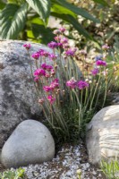 Allium schoenoprasum - Chives growing in a gravel and shell mulched path between stones