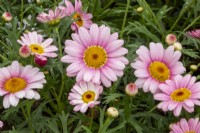 Argyranthemum frutescens 'Grandaisy Pink Halo' - Marguerite 