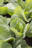 Brassica oleracea Capitata 'Dutchman' - spring cabbage