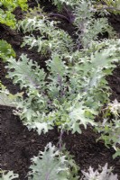 Brassica oleracea Acephala Group 'Red Russian' Kale